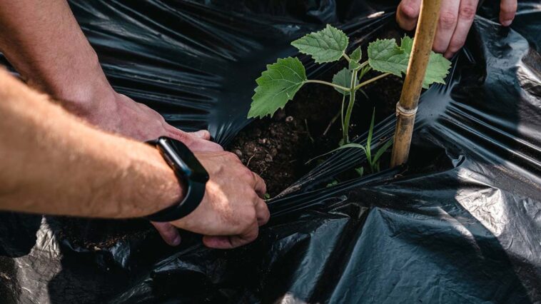 Kia sostiene la piantumazione