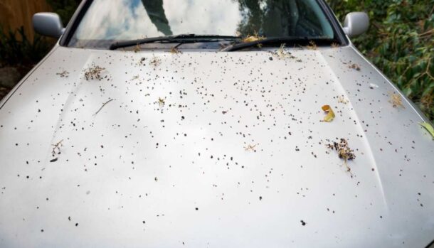 Un'auto sporca di foglie