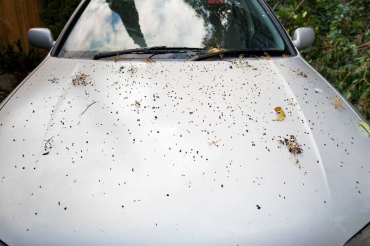 Un'auto sporca di foglie