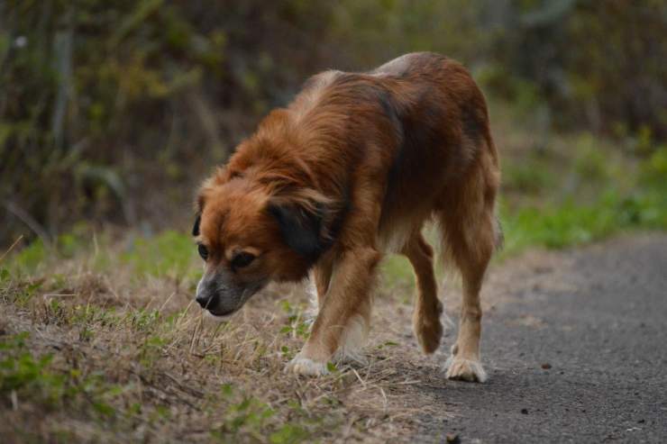 Abbandono cani strada multa triplicata