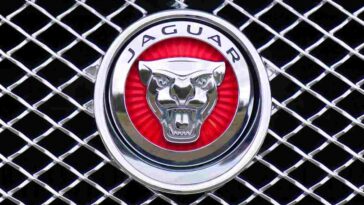 Jaguar trovata sotto il pavimento
