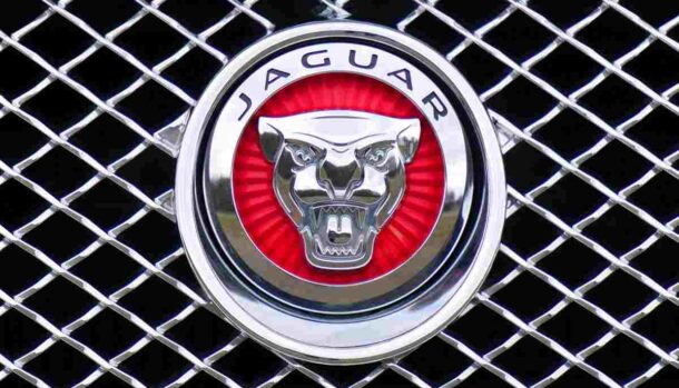 Jaguar trovata sotto il pavimento