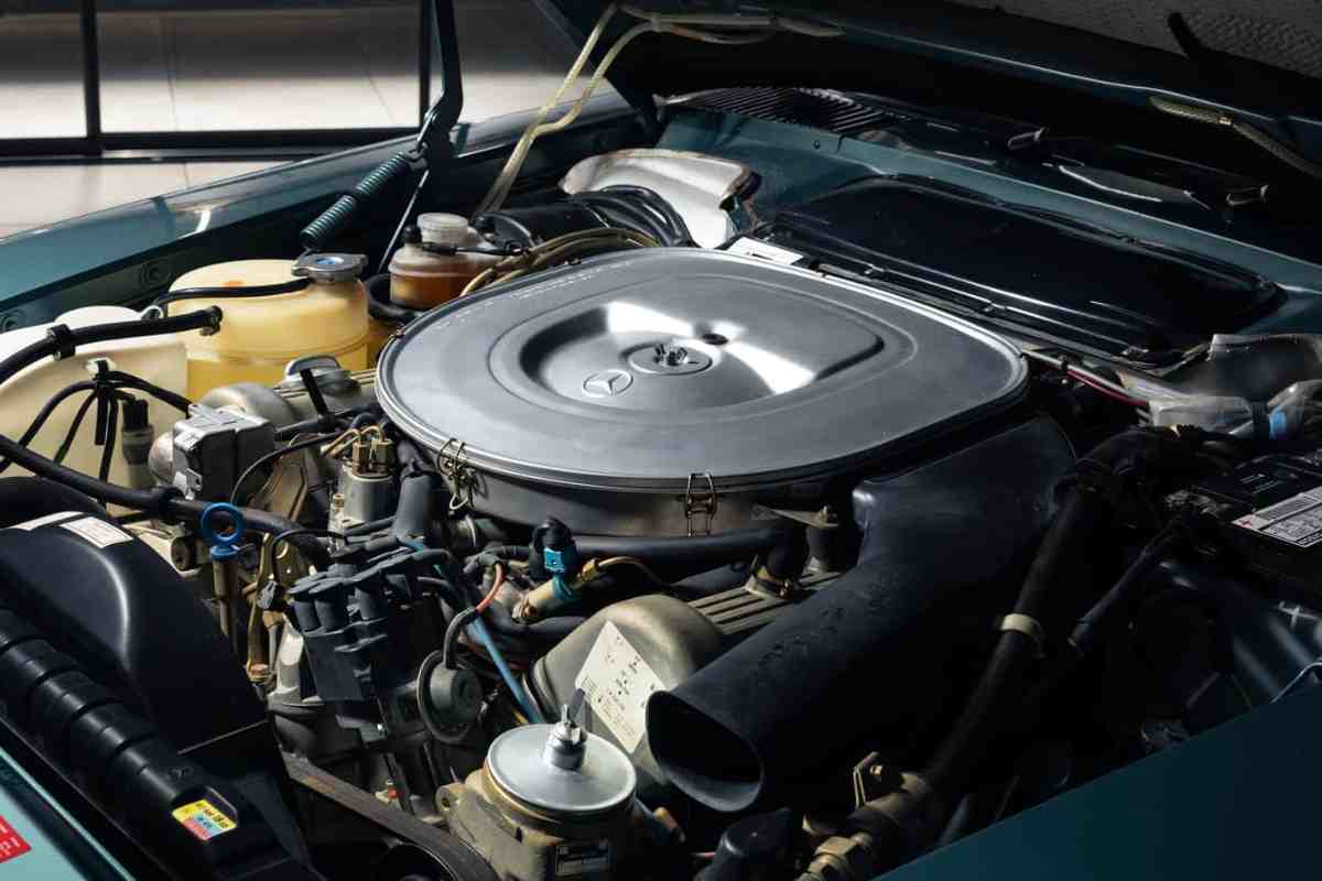 Mercedes dimenticata 