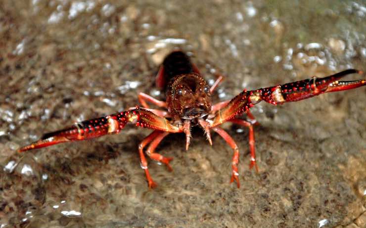 auto ambientalisti crostacei batteria auto